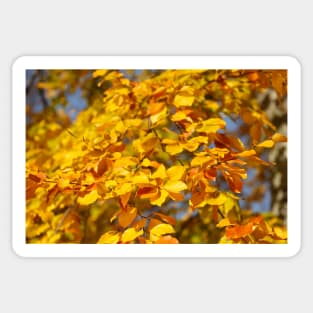 Autumn leaves, leaf color, beech, tree Sticker